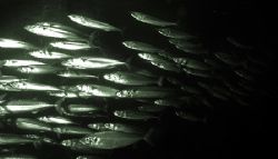 Mackeral shoal. Nikon D70 14mm lens. by Grant Kennedy 